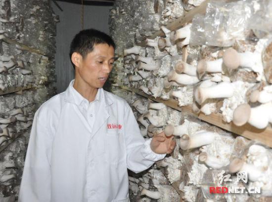 长沙工厂"种"出蘑菇 端上普通市民餐桌可生吃